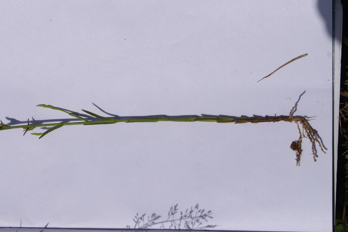 Striga angustifolia (D.Don) C.J.Saldanha